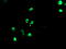 TLE Family Member 1, Transcriptional Corepressor antibody, M02460-1, Boster Biological Technology, Immunofluorescence image 