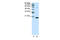 Chromobox 3 antibody, 28-174, ProSci, Western Blot image 