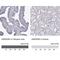 Ankyrin Repeat Domain 65 antibody, NBP2-39062, Novus Biologicals, Immunohistochemistry paraffin image 