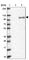 KN Motif And Ankyrin Repeat Domains 3 antibody, HPA051153, Atlas Antibodies, Western Blot image 