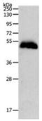 Pepsin A antibody, orb107574, Biorbyt, Western Blot image 