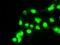 BUB1 Mitotic Checkpoint Serine/Threonine Kinase B antibody, GTX84767, GeneTex, Immunofluorescence image 
