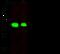 Farnesyl Diphosphate Synthase antibody, GTX02002, GeneTex, Western Blot image 