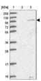 Sushi Domain Containing 1 antibody, NBP2-13401, Novus Biologicals, Western Blot image 