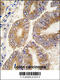 Adenosylhomocysteinase antibody, 61-463, ProSci, Immunohistochemistry paraffin image 