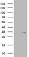 Oxidoreductase NAD Binding Domain Containing 1 antibody, LS-C786178, Lifespan Biosciences, Western Blot image 