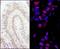 Protein Phosphatase 4 Regulatory Subunit 3A antibody, A300-840A, Bethyl Labs, Immunohistochemistry frozen image 