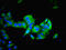 Inosine Monophosphate Dehydrogenase 2 antibody, orb355287, Biorbyt, Immunocytochemistry image 