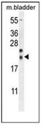 Nucleoredoxin Like 2 antibody, AP52978PU-N, Origene, Western Blot image 