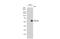 Thymine DNA Glycosylase antibody, GTX110473, GeneTex, Western Blot image 