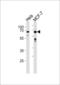 Forkhead Box O3 antibody, LS-C166239, Lifespan Biosciences, Western Blot image 