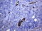 Folate Hydrolase 1 antibody, LS-C796695, Lifespan Biosciences, Immunohistochemistry paraffin image 
