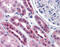 Serine Dehydratase Like antibody, 51-601, ProSci, Immunohistochemistry frozen image 