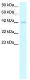 Pancreas Associated Transcription Factor 1a antibody, TA329416, Origene, Western Blot image 