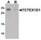 Tctex1 Domain Containing 1 antibody, PA5-34444, Invitrogen Antibodies, Western Blot image 