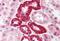 Small Ubiquitin Like Modifier 1 antibody, MBS240324, MyBioSource, Immunohistochemistry paraffin image 
