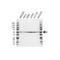 Tubulin beta-4 chain antibody, VMA00462, Bio-Rad (formerly AbD Serotec) , Western Blot image 