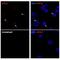 HIF1-alpha antibody, NB100-449, Novus Biologicals, Immunocytochemistry image 