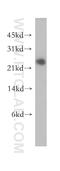 HMGE antibody, 12720-1-AP, Proteintech Group, Western Blot image 