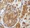 NAD(P)H Quinone Dehydrogenase 1 antibody, MA1-91897, Invitrogen Antibodies, Immunohistochemistry frozen image 