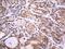 Platelet Activating Factor Acetylhydrolase 1b Catalytic Subunit 3 antibody, NBP2-46314, Novus Biologicals, Immunohistochemistry frozen image 
