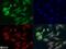 Semaphorin-3B antibody, NB100-2218, Novus Biologicals, Immunocytochemistry image 