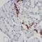 TMEM231 antibody, FNab08773, FineTest, Immunohistochemistry frozen image 