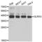 Glutaredoxin 3 antibody, LS-C334368, Lifespan Biosciences, Western Blot image 