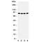 Cullin 2 antibody, R30977, NSJ Bioreagents, Western Blot image 