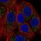 NADH:Ubiquinone Oxidoreductase Subunit B1 antibody, HPA063737, Atlas Antibodies, Immunofluorescence image 