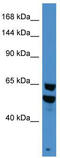 Bromodomain Containing 9 antibody, TA343950, Origene, Western Blot image 