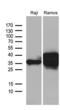 CD79b Molecule antibody, LS-C795493, Lifespan Biosciences, Western Blot image 