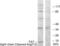 Coagulation Factor VII antibody, abx015588, Abbexa, Western Blot image 