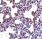 Presenilin Enhancer, Gamma-Secretase Subunit antibody, PA5-20302, Invitrogen Antibodies, Immunohistochemistry paraffin image 