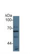 Autophagy Related 16 Like 1 antibody, LS-C728754, Lifespan Biosciences, Western Blot image 