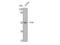 Tyrosine-protein kinase CSK antibody, STJ92496, St John