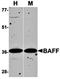 TNF Superfamily Member 13b antibody, orb74394, Biorbyt, Western Blot image 