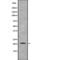 TNF Alpha Induced Protein 8 Like 1 antibody, PA5-68004, Invitrogen Antibodies, Western Blot image 