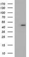 Necdin, MAGE Family Member antibody, TA506977, Origene, Western Blot image 