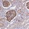 Tetratricopeptide Repeat Domain 4 antibody, NBP1-81906, Novus Biologicals, Immunohistochemistry frozen image 