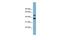 UFM1 Specific Peptidase 2 antibody, GTX44949, GeneTex, Western Blot image 