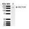RPTOR Independent Companion Of MTOR Complex 2 antibody, LS-C774514, Lifespan Biosciences, Western Blot image 