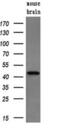 Protein Phosphatase Methylesterase 1 antibody, MA5-25015, Invitrogen Antibodies, Western Blot image 