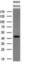 Protein Phosphatase Methylesterase 1 antibody, MA5-25015, Invitrogen Antibodies, Western Blot image 