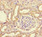 WNK Lysine Deficient Protein Kinase 4 antibody, LS-C680029, Lifespan Biosciences, Immunohistochemistry paraffin image 