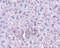 Plexin Domain Containing 1 antibody, 4341, ProSci, Immunohistochemistry frozen image 