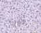 Plexin Domain Containing 1 antibody, 4341, ProSci, Immunohistochemistry frozen image 