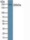 Collagen Type VI Alpha 3 Chain antibody, LS-B13345, Lifespan Biosciences, Western Blot image 