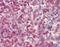 Neutrophil Cytosolic Factor 4 antibody, orb88990, Biorbyt, Immunohistochemistry paraffin image 