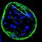 Spectrin Repeat Containing Nuclear Envelope Protein 1 antibody, NBP2-59946, Novus Biologicals, Immunofluorescence image 